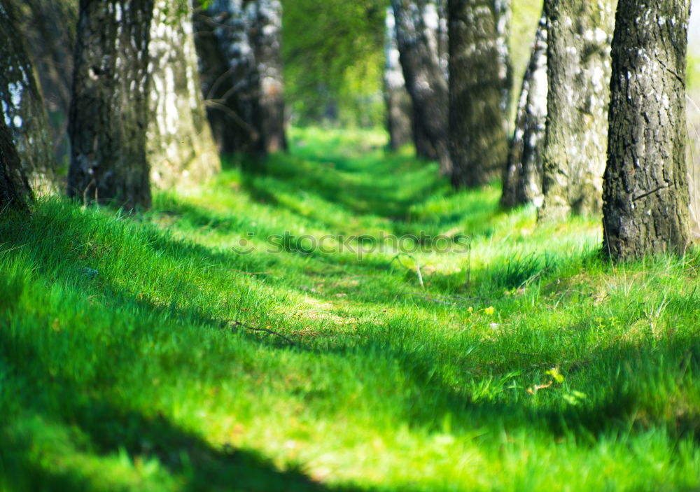 Similar – Foto Bild sonniger Laufweg