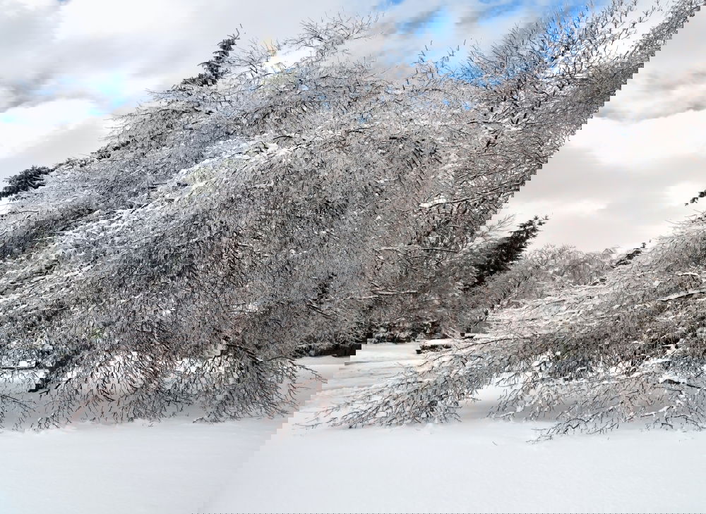 Similar – Foto Bild Schilfhalme 1 Schilfrohr