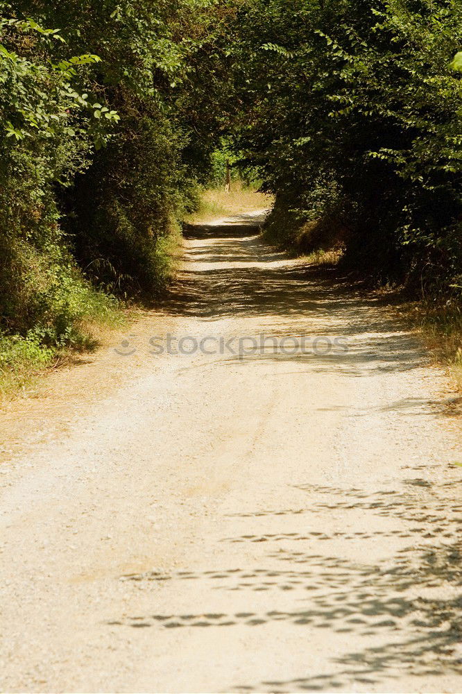 Similar – Hiker in forest with hands up