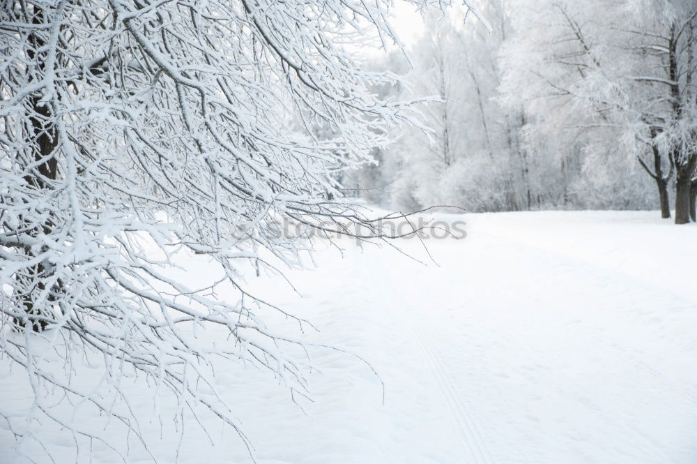 Similar – Winter fog on the footpath