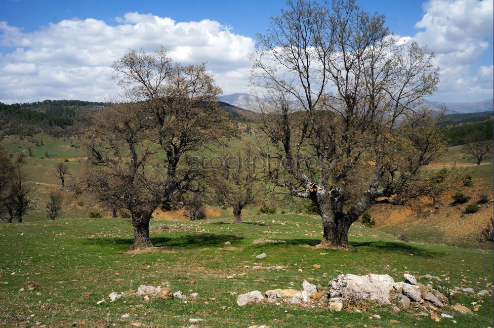 Similar – Foto Bild Weg ins Ungewisse Baum