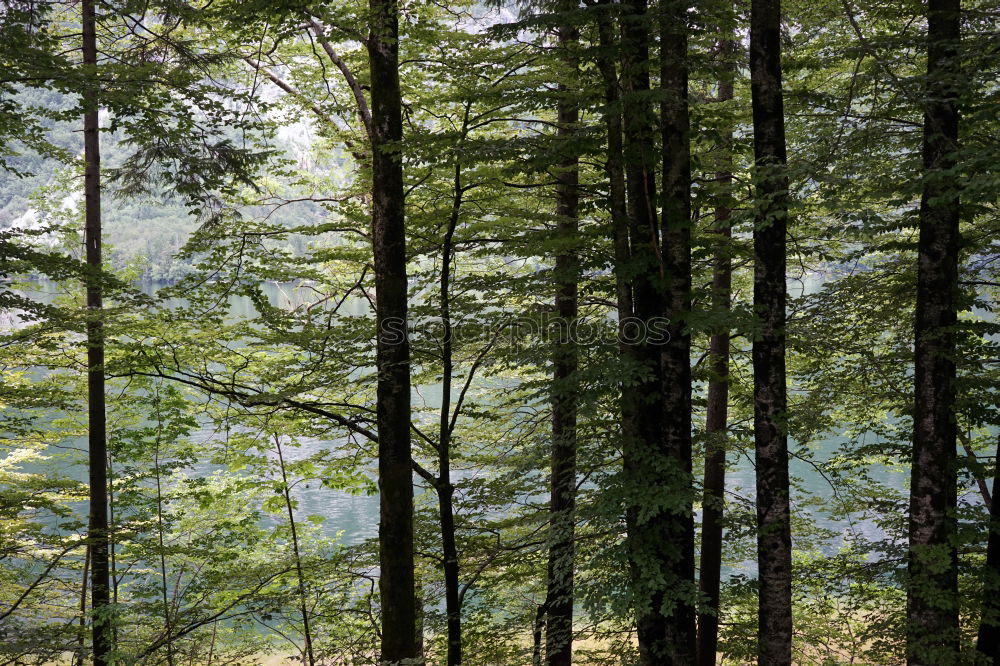 Similar – Image, Stock Photo Sunlit spruce trees on an island in the Königsee in front of a rock face in the shade.