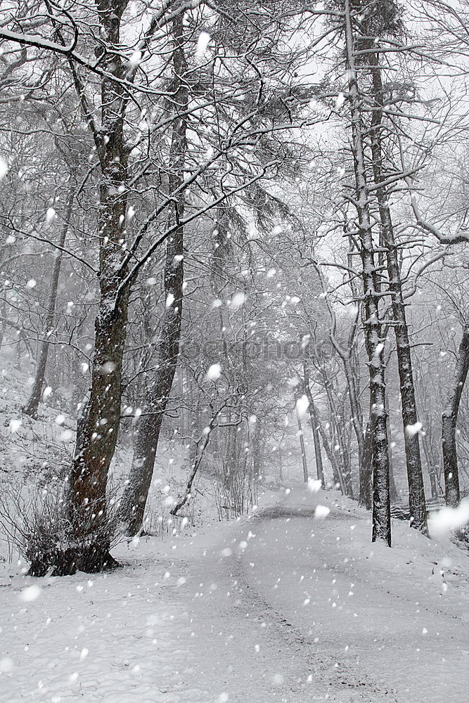 Similar – Image, Stock Photo Lower Saxony Siberia