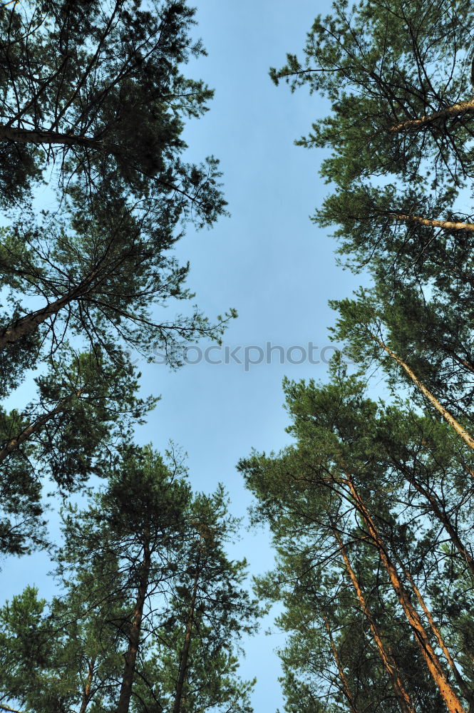 Jobneid Wald Holz Aussicht