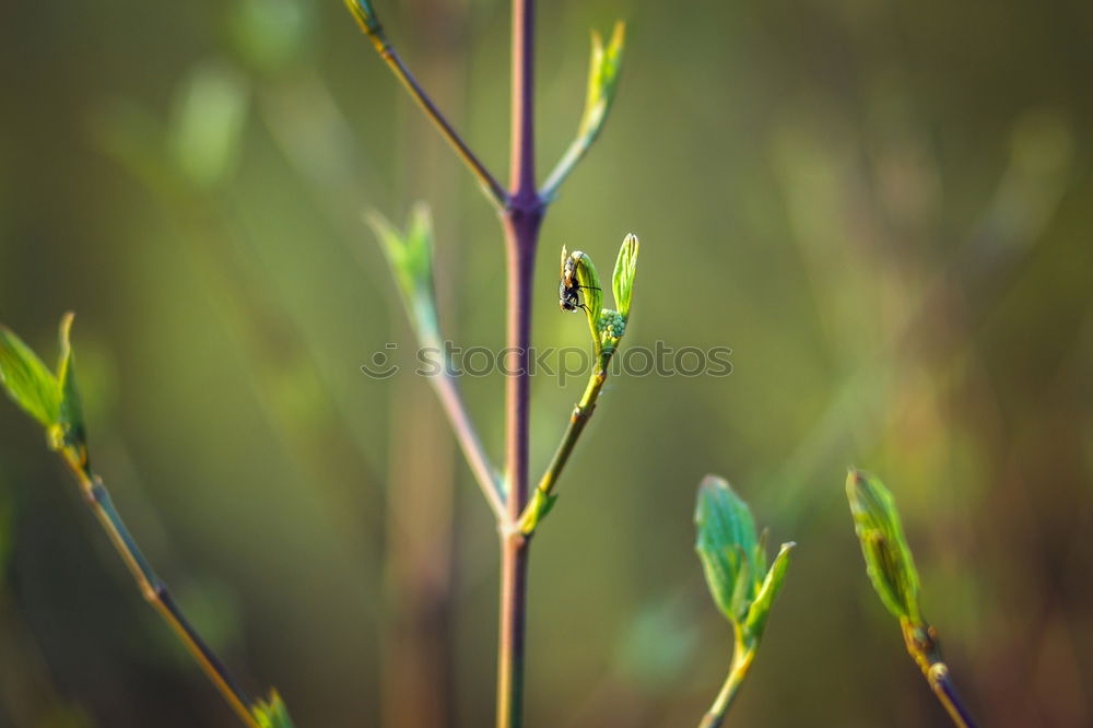 Similar – Flowers and Rust gelb