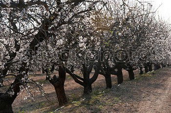 Similar – Image, Stock Photo apple Food Fruit Apple