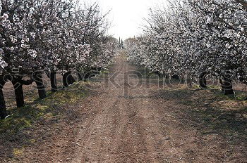 Similar – Image, Stock Photo apple Food Fruit Apple