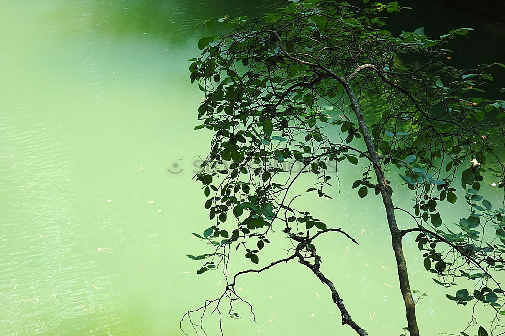 Similar – Algengrün an Wasserblau