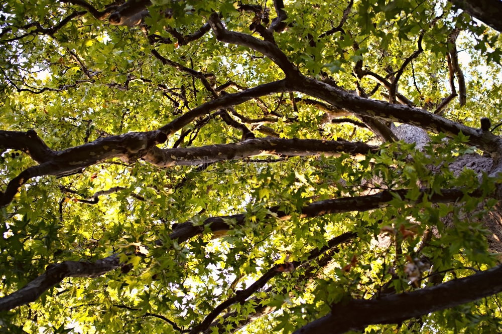 Similar – branches Nature Autumn