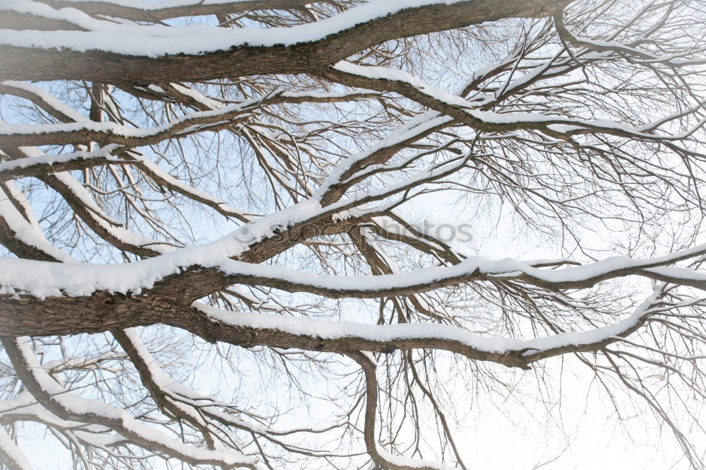 Similar – birches Nature Plant Sky