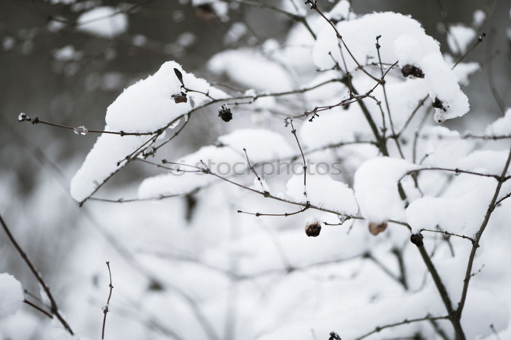 Similar – Foto Bild Herbstspaziergang Umwelt