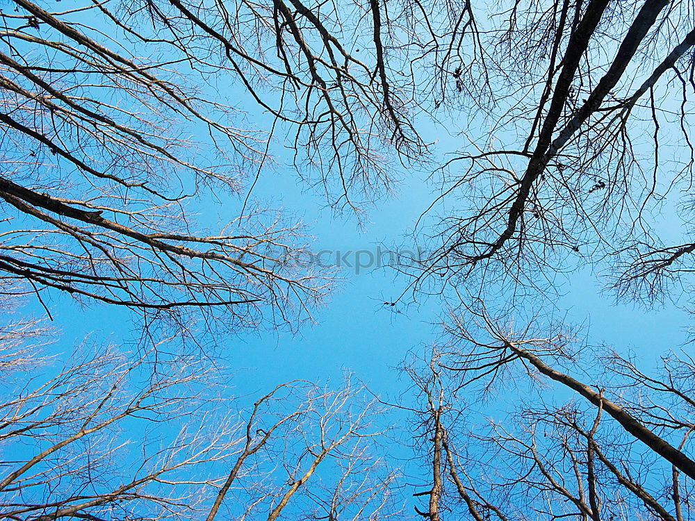 Similar – Image, Stock Photo two on a branch birds