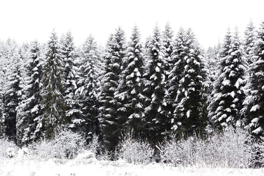 Similar – Image, Stock Photo Aerial winter landscape of high pine trees and a little meandering stream