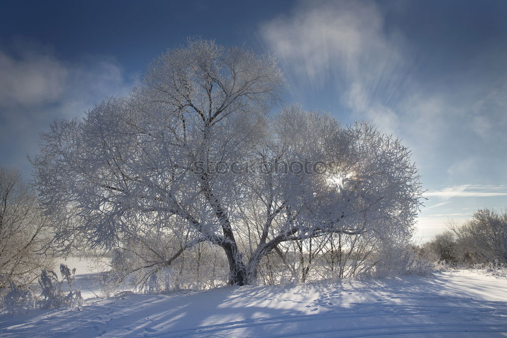 Similar – Image, Stock Photo Winter Morning Snow Garden