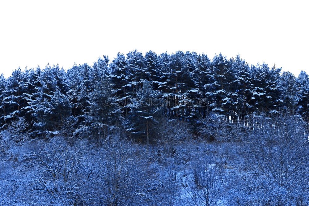 Similar – WINTER I Winter Baum Licht