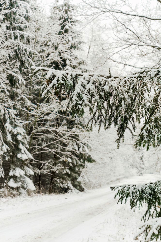 Similar – Image, Stock Photo Woman with blue jacket at the edge of forest during snowfall