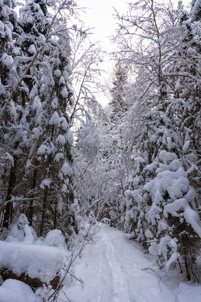 Similar – dem Winter entgegen