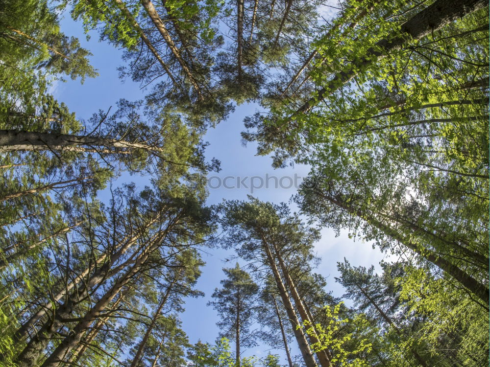 Similar – Jobneid Wald Holz Aussicht