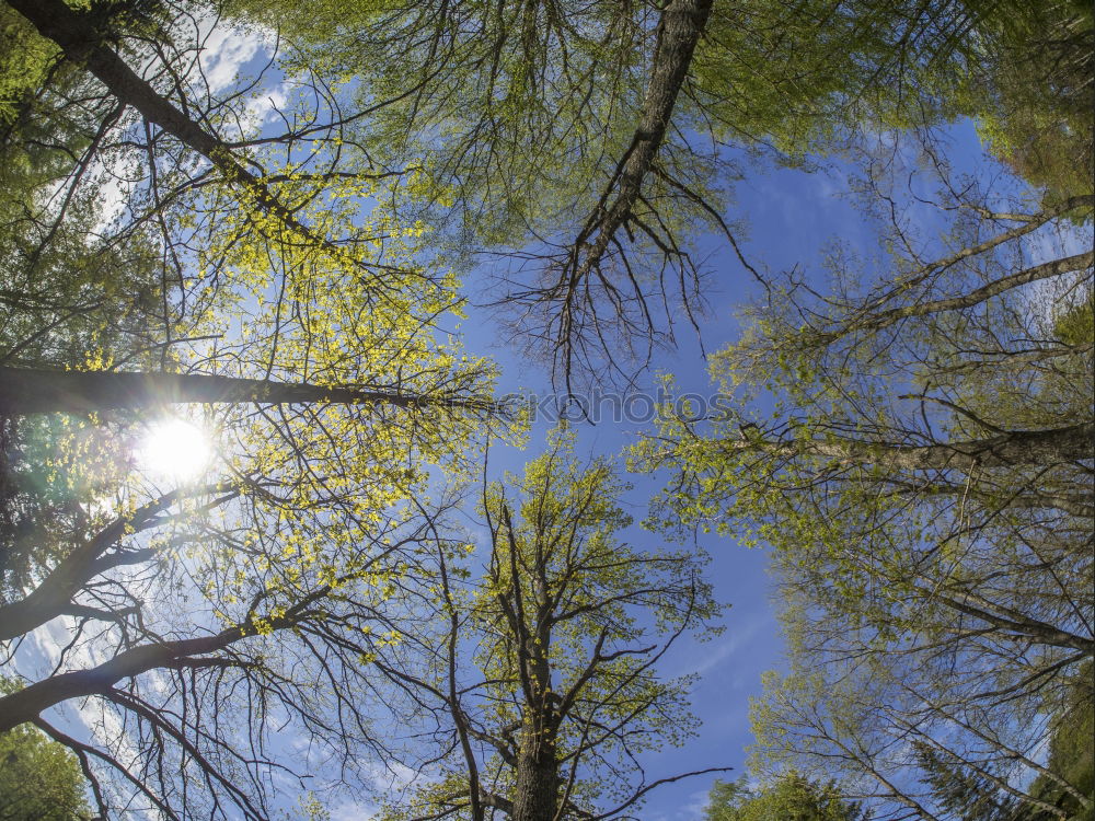 Similar – Licht im Dach Sommer Sonne