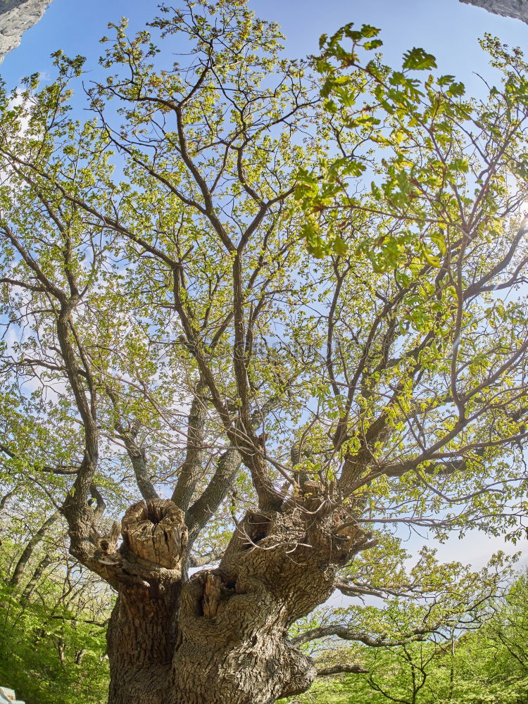 Similar – Geäst Baum grün