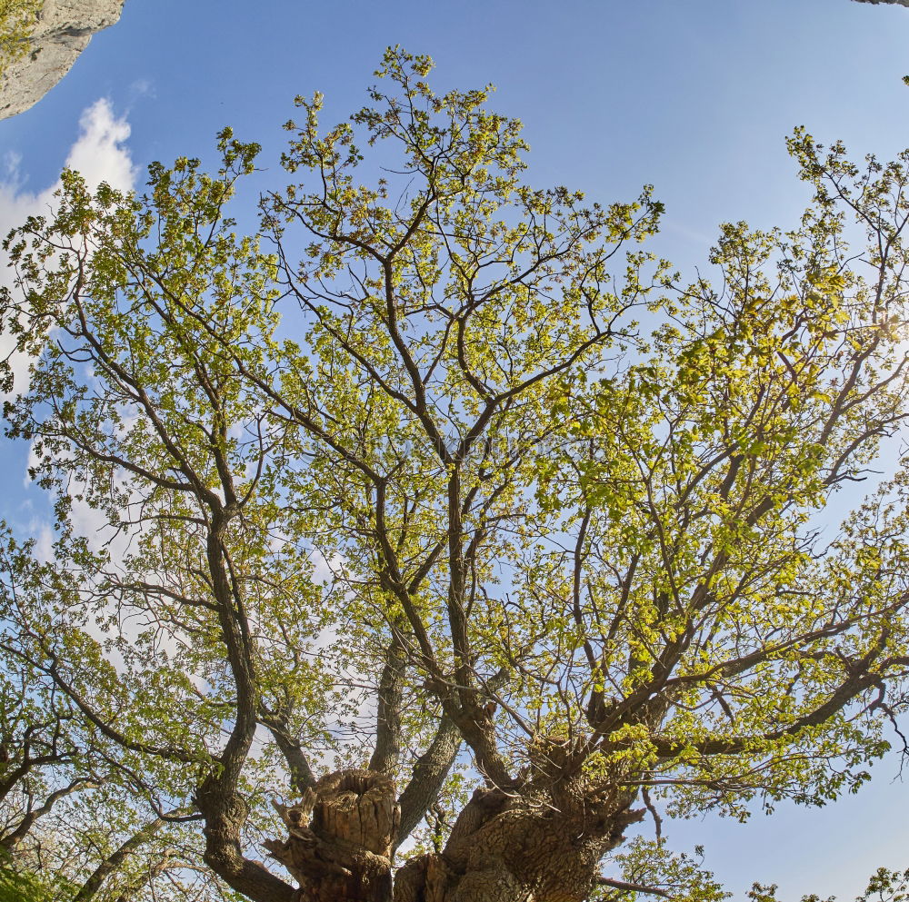 Similar – trunk Tree Plant Clouds