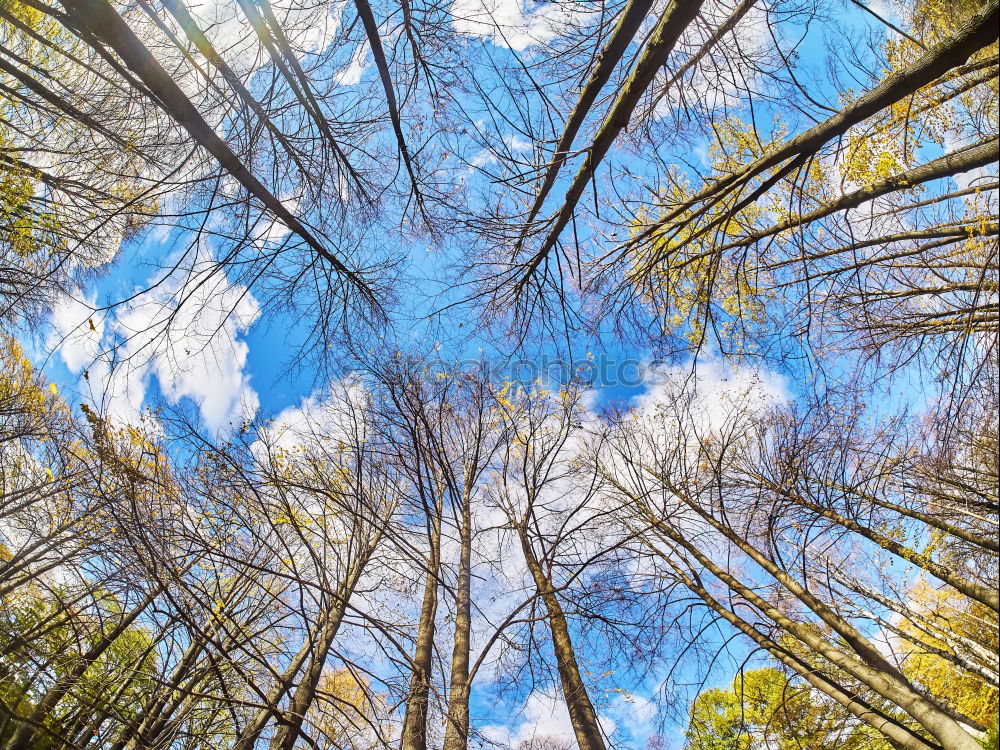 Similar – Image, Stock Photo Looking up in the beer garden