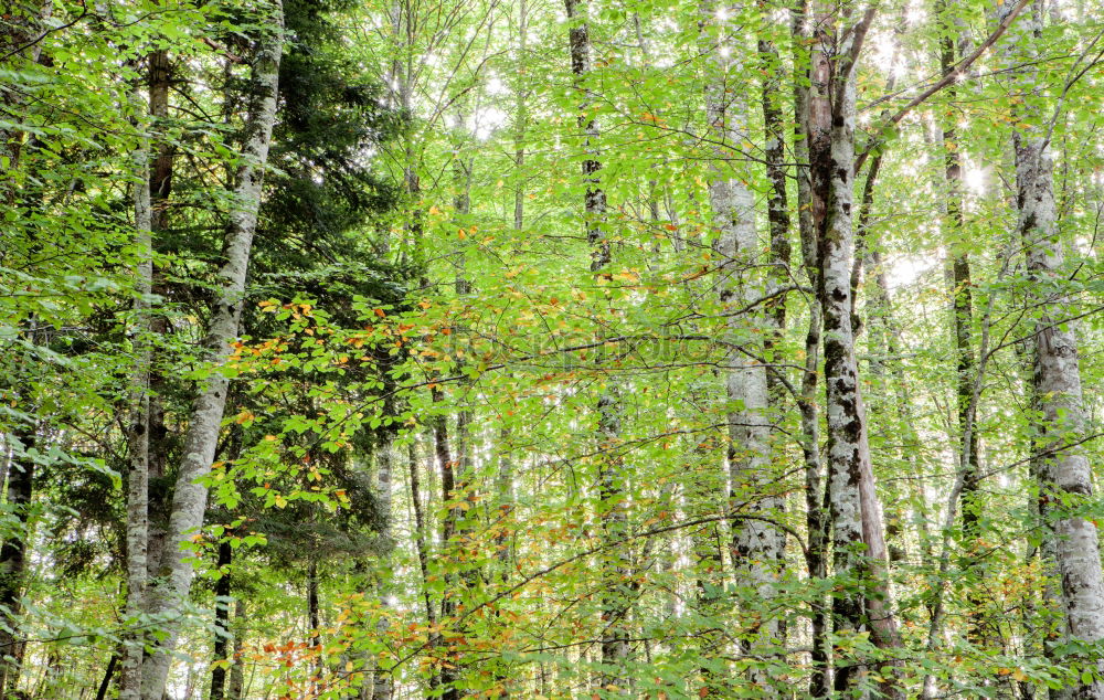 Similar – Image, Stock Photo Family tree in Friedwald