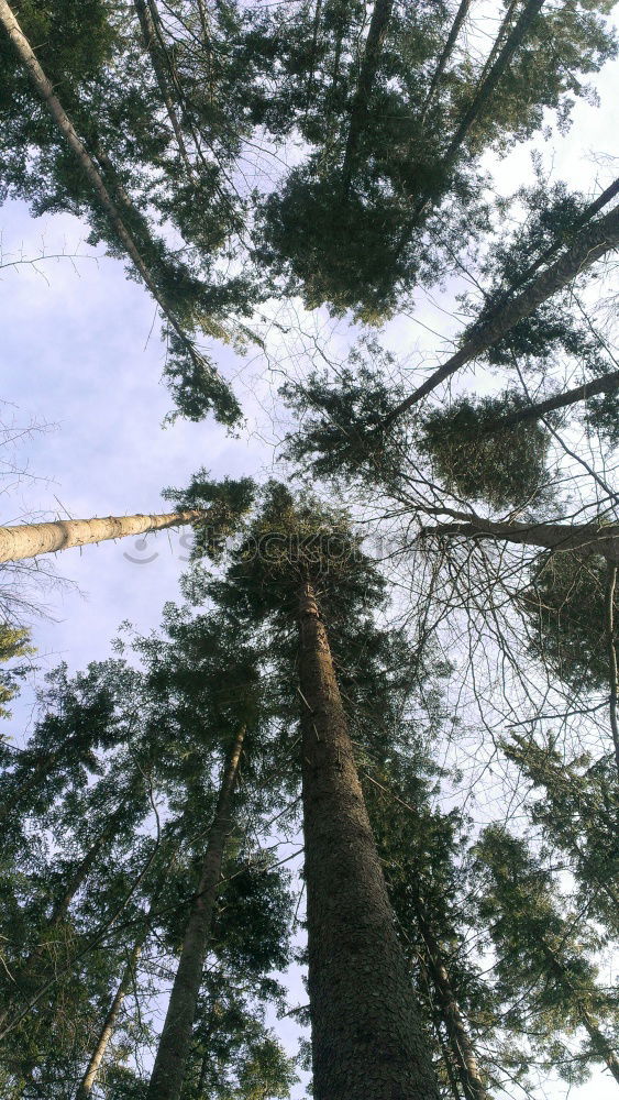 Similar – Image, Stock Photo Hunting Sky Tree Fir tree