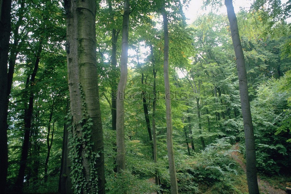 Similar – Image, Stock Photo aberrations Forest Mystic