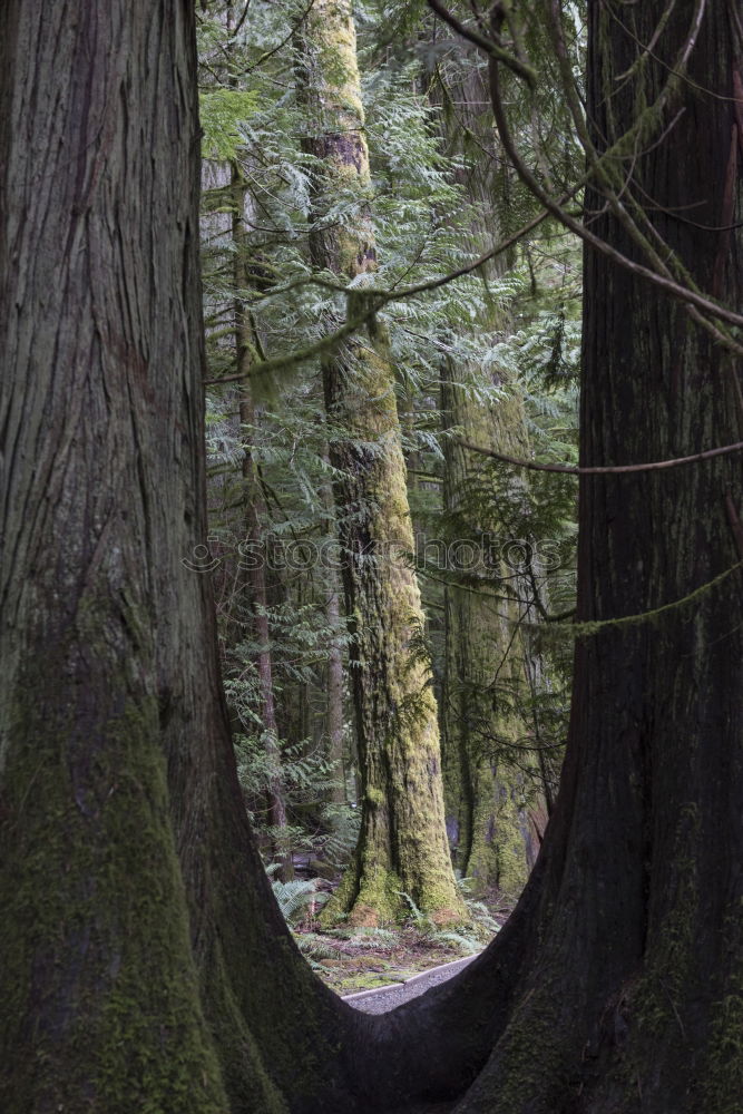 Similar – Foto Bild Forêt-Noire Umwelt Natur