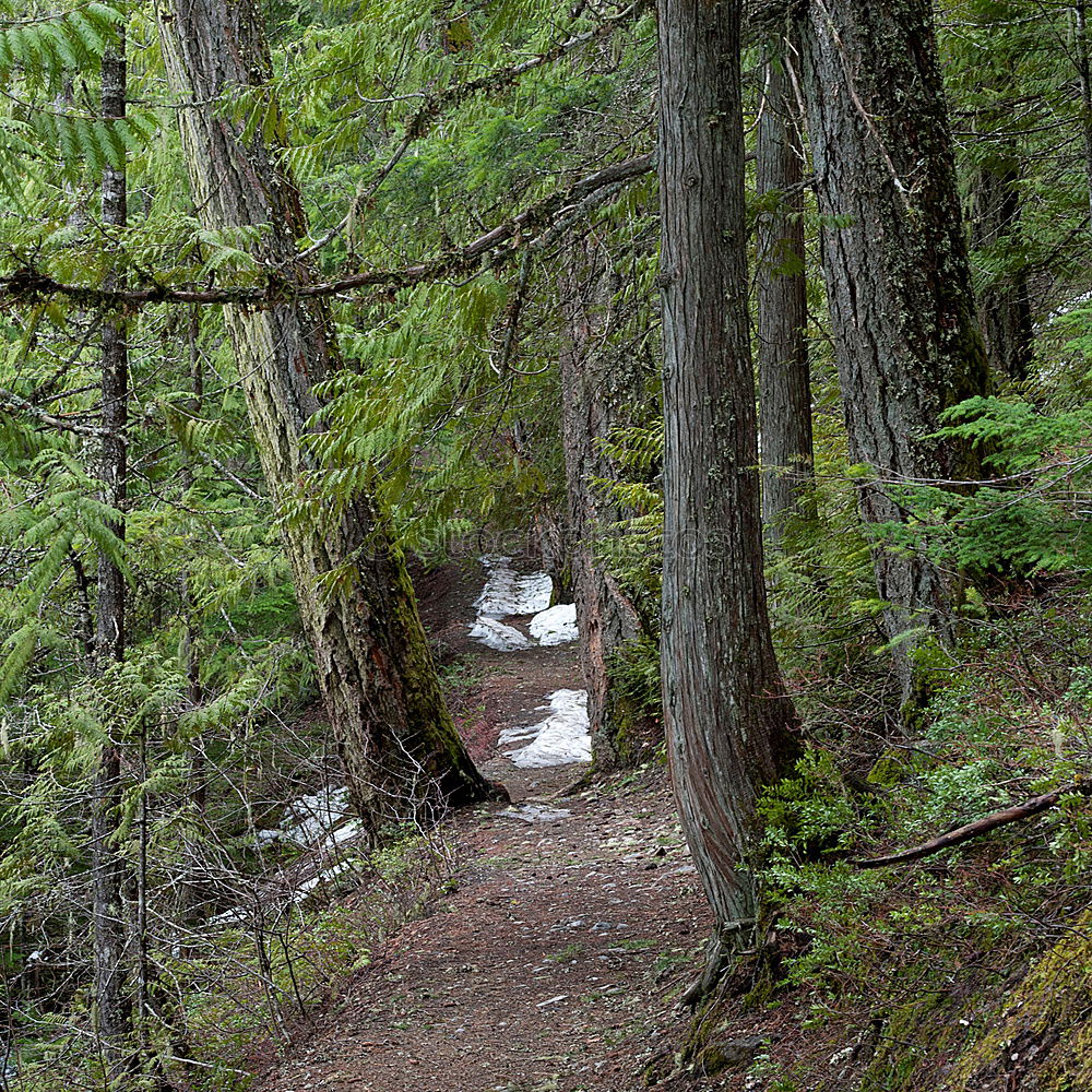 Similar – hedgehog hole Nature