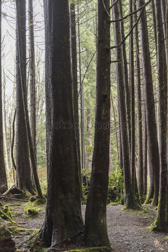 Similar – Image, Stock Photo Bleak forest Senses Hiking