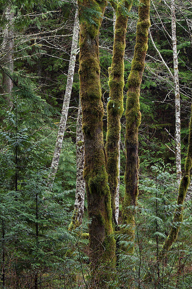 Similar – Image, Stock Photo forest cows Life