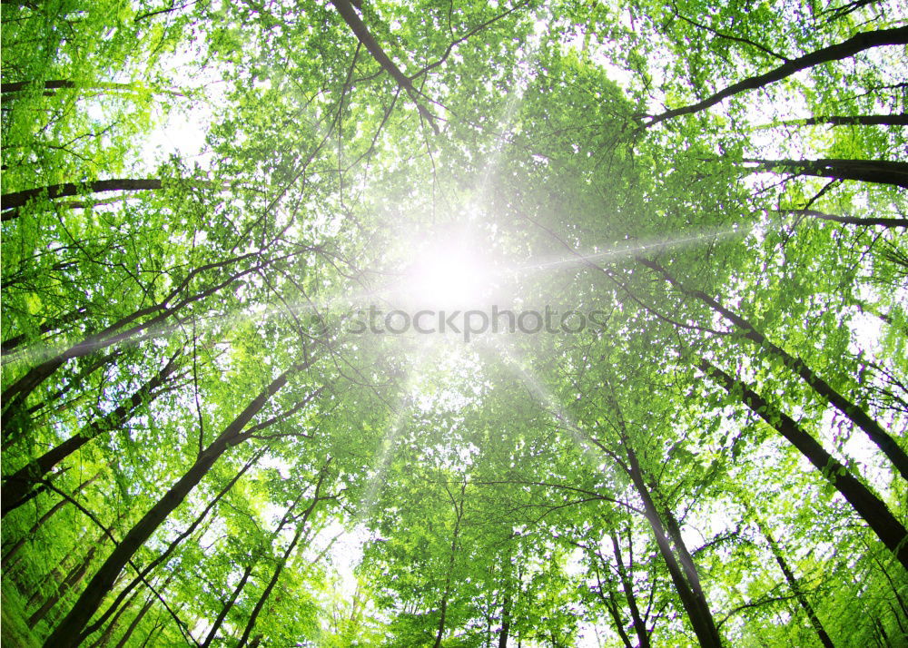 Similar – Mirror Forest Tree Nature