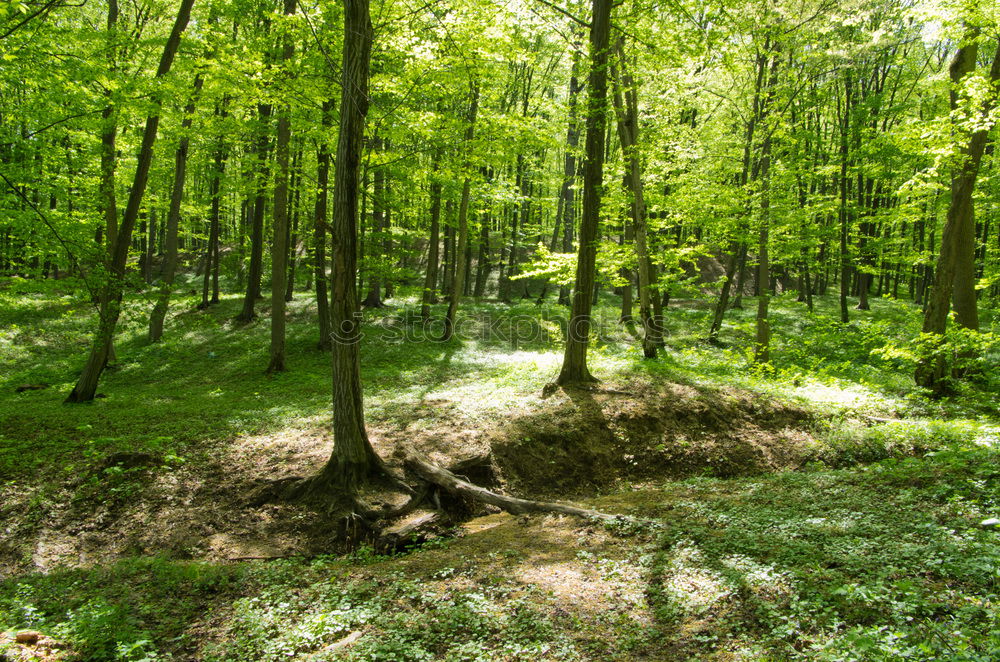 Similar – Image, Stock Photo forest Environment Nature