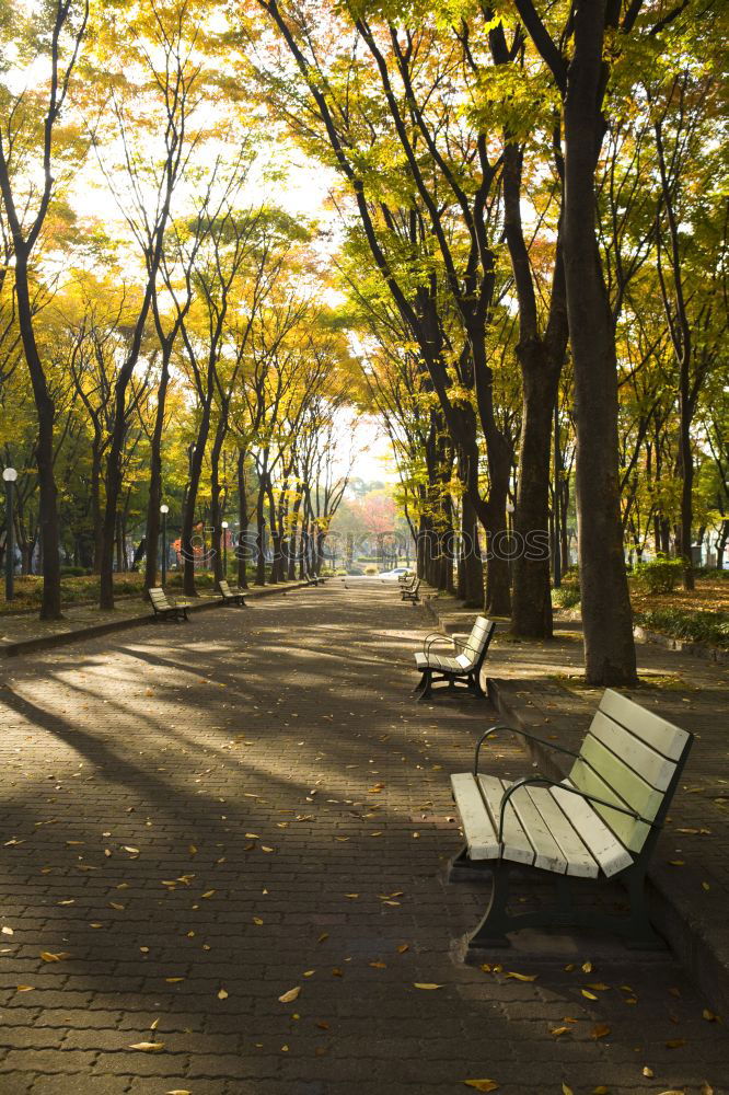 Similar – Image, Stock Photo Autumn is here Environment