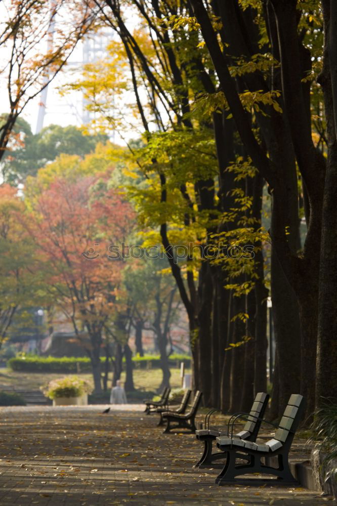 Similar – Image, Stock Photo Autumn is here Environment