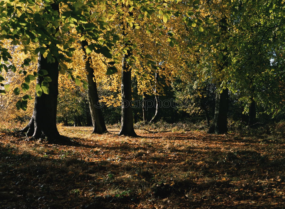 Similar – Herbststimmung im Park