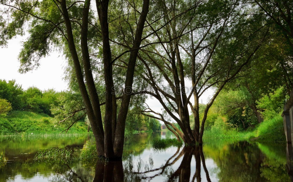 Idylle See Wald Teich Baum