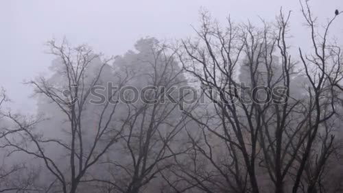 Similar – Image, Stock Photo Treetops VIII Autumn