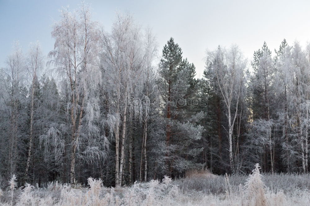 Similar – Image, Stock Photo a white cold dress Trip