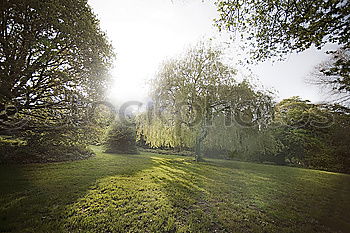 Similar – Auf der Kuhwiese Baum