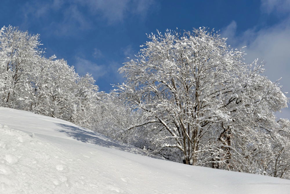 Similar – winter wonderland Nature