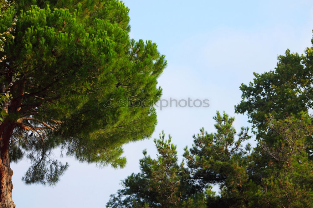 Similar – Image, Stock Photo autumn forest Tree Leaf