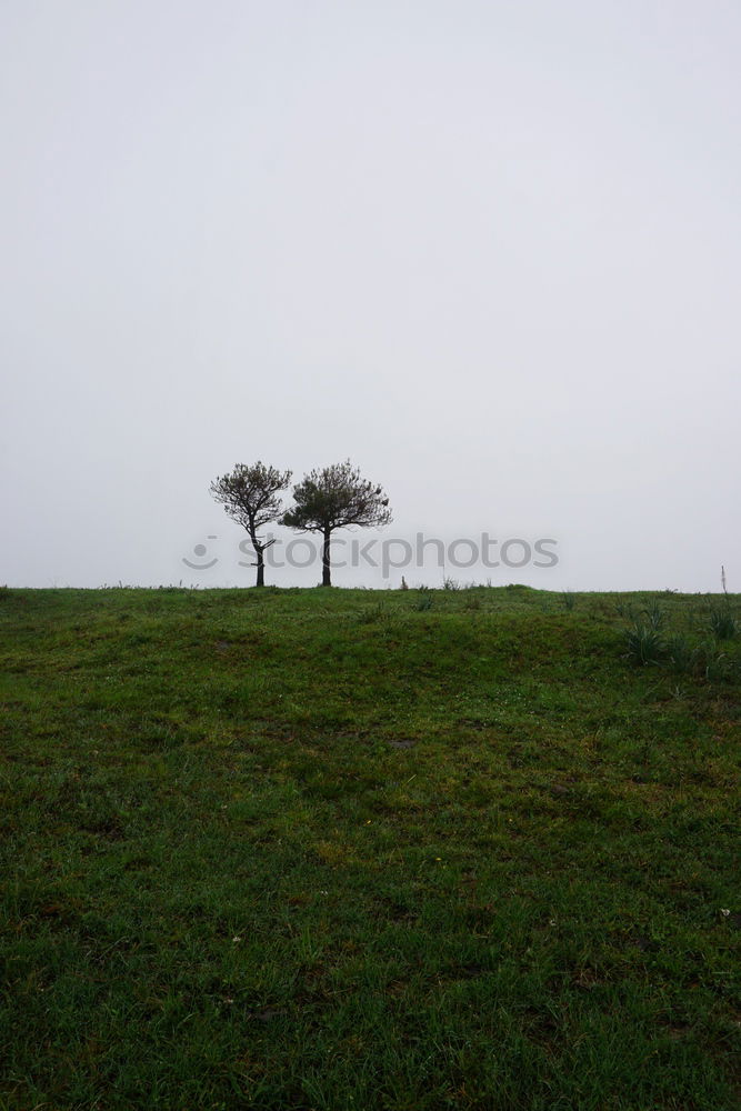 Similar – MoleCity Tree Meadow Field