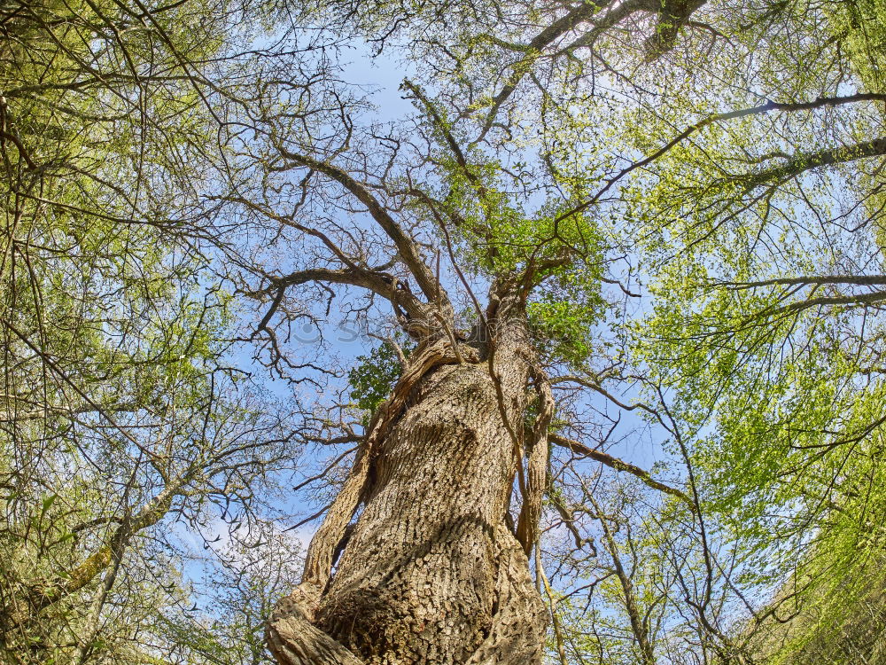 Similar – green stuff Tree Lake Park