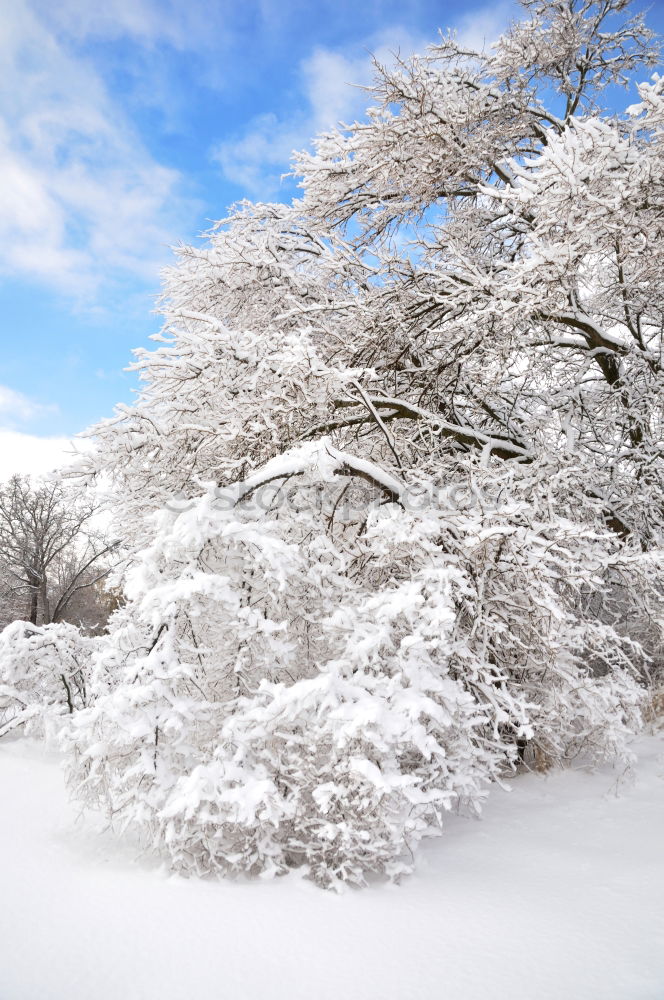 Similar – Image, Stock Photo winter walk Environment