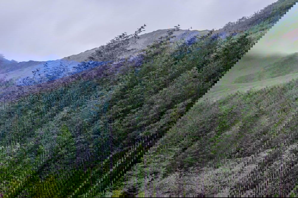 Similar – Image, Stock Photo After Forest Fire Mountain