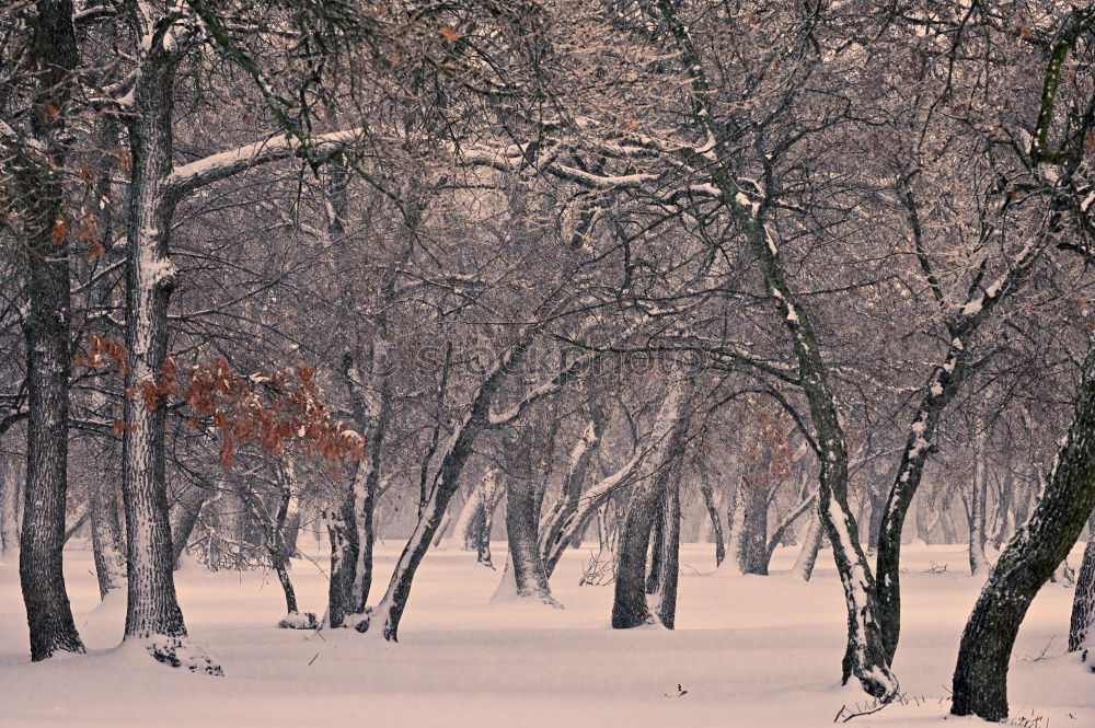 Similar – winter in the park Nature