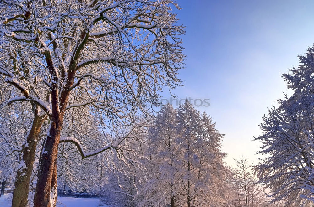 Similar – Image, Stock Photo Snow-covered winter landscape in the Black Forest